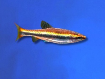 TETRA PENCILFISH GOLD