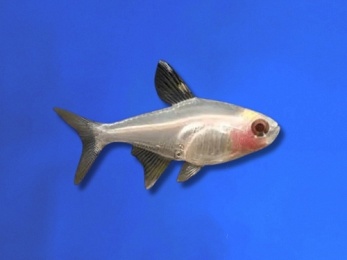 TETRA PRISTELLA ALBINO