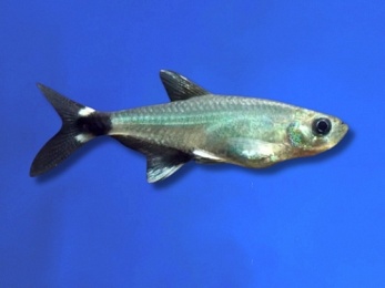 TETRA PRISTELLA PANDA EYE