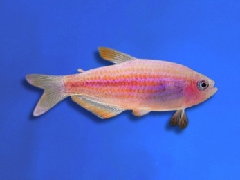 TETRA SCRATCHED INPA RED