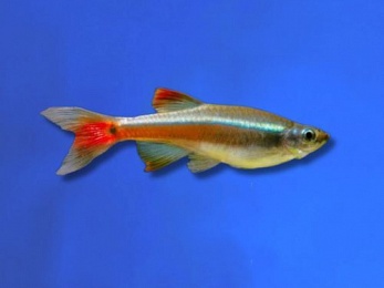 TETRA WHITE CLOUD MOUNTAIN MINNOW