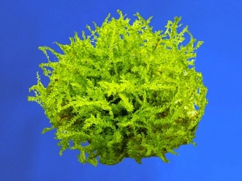 VERSICULARIA MONTEGNI (CHRISTMAS MOSS)