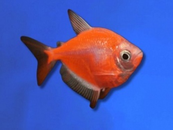 WIDOW GMO ORANGE
