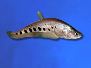 KNIFE FISH CLOWN