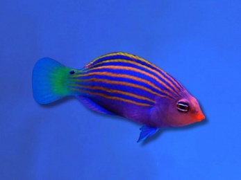 WRASSE SIX LINE (PSEUDOCHEILINUS HEXATAENIA)